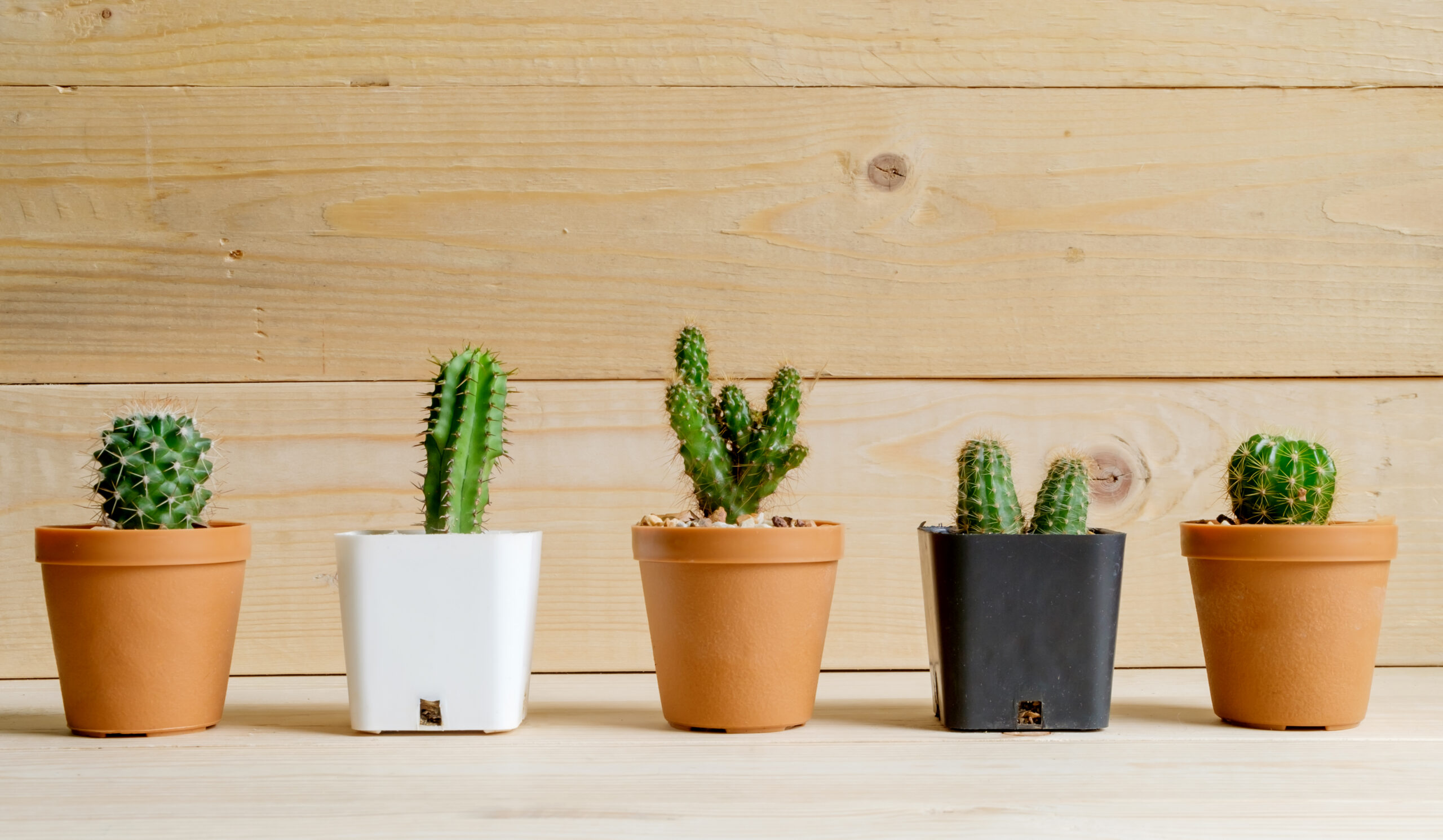 Three Secrets to Cactus Success - Espoma Organic