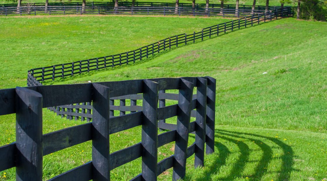 Kentucky Bluegrass and black fence