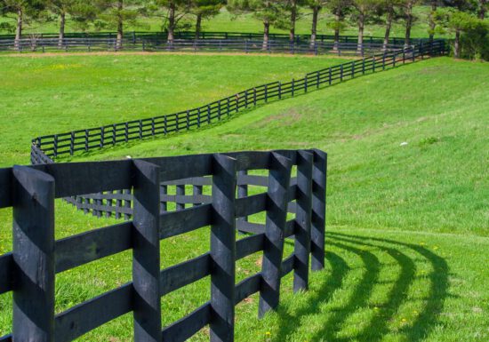 Kentucky Bluegrass and black fence