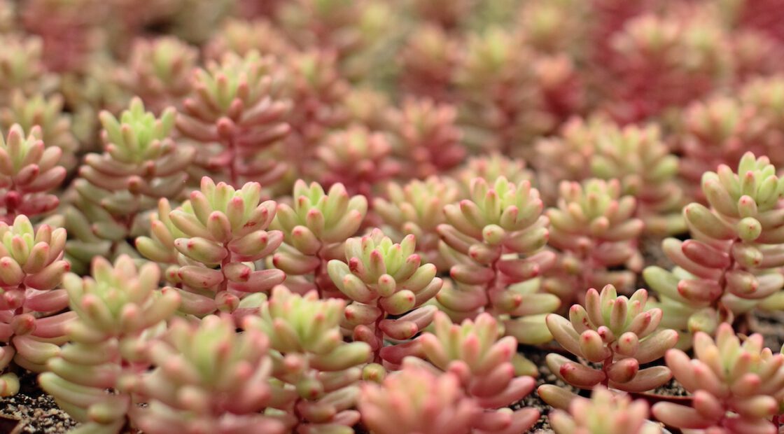 Pots of pink Aurora Sedum