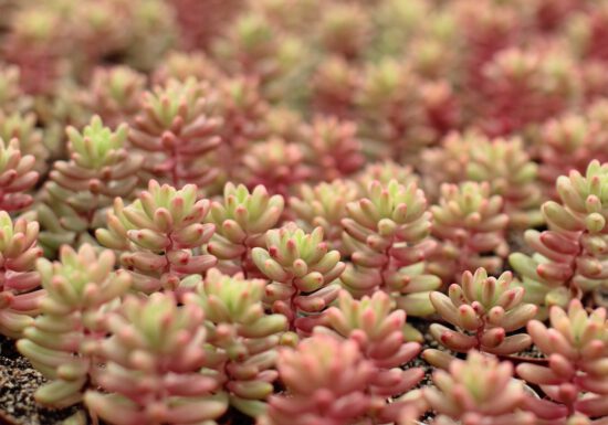Pots of pink Aurora Sedum