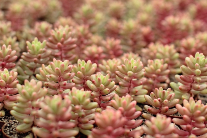 Aurora Sedum Pink