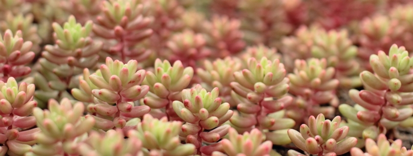 Pots of pink Aurora Sedum