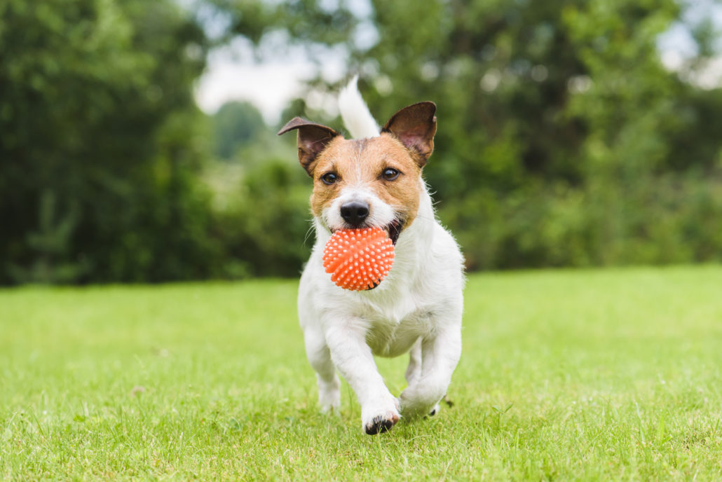 A small dog running on a lawn with a ball