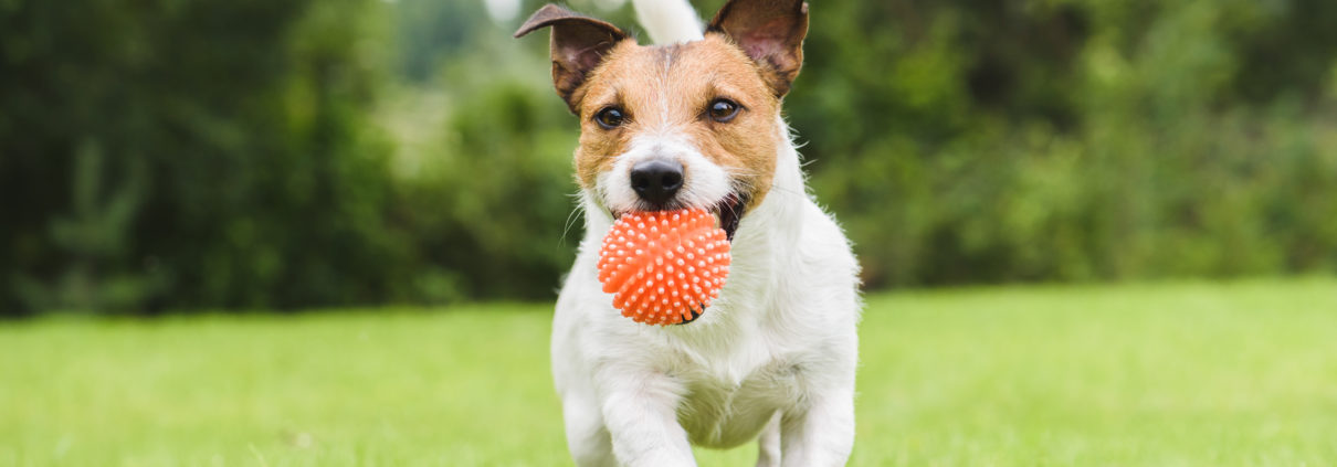 A small dog running on a lawn with a ball