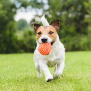 A small dog running on a lawn with a ball