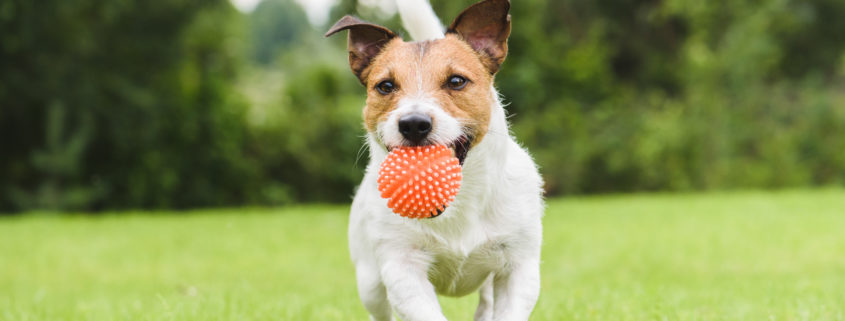 A small dog running on a lawn with a ball
