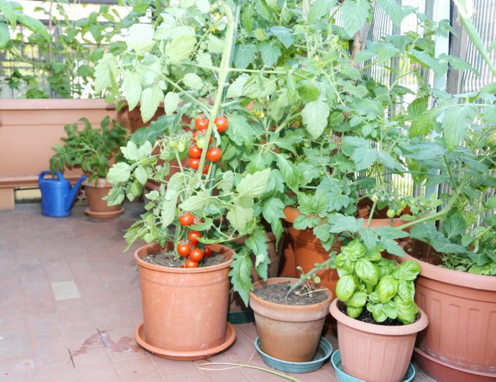 Patio veggies