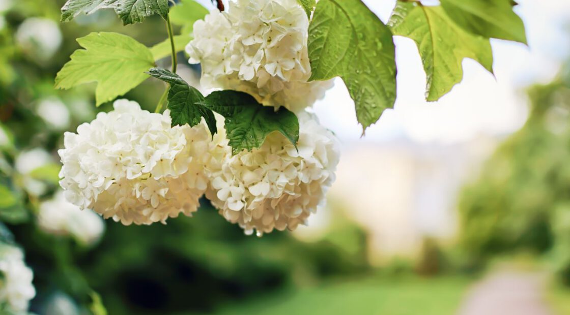 White hydrangeas