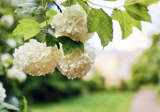 White hydrangeas