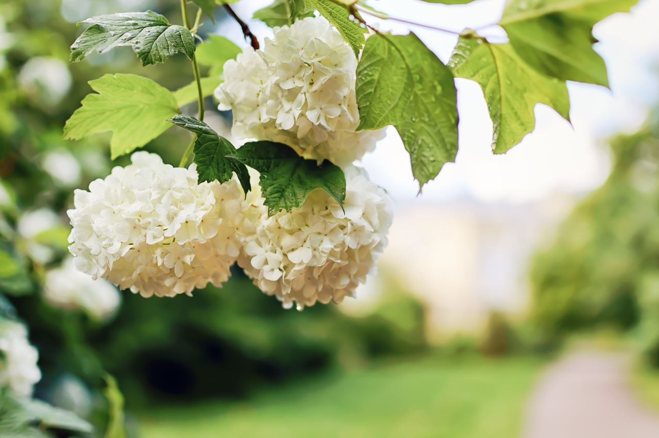 How to Grow a Hydrangea Tree  Espoma