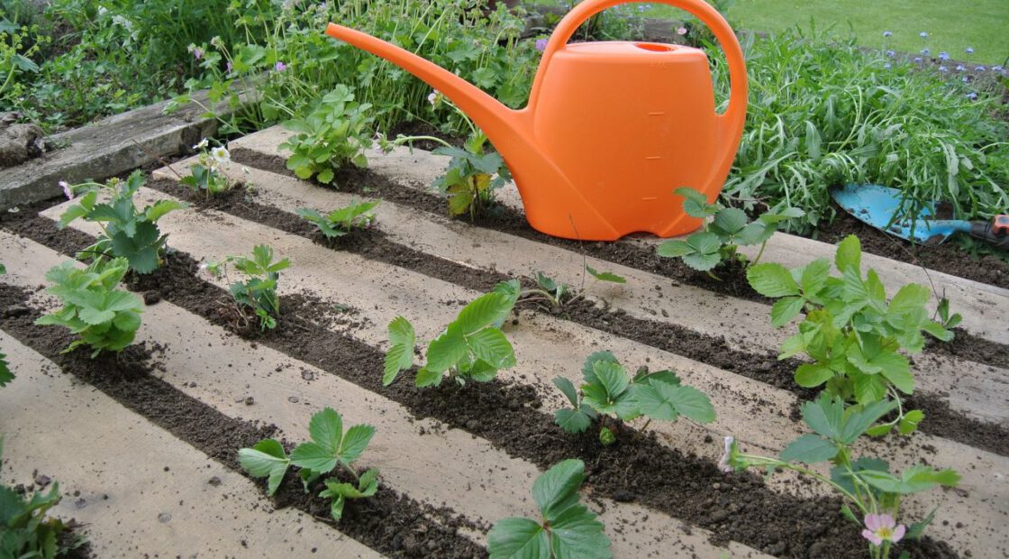 planter, orange watering can, early stage plants
