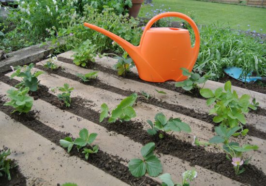 planter, orange watering can, early stage plants