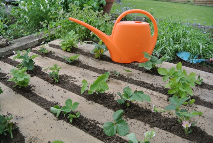 garden-strawberries
