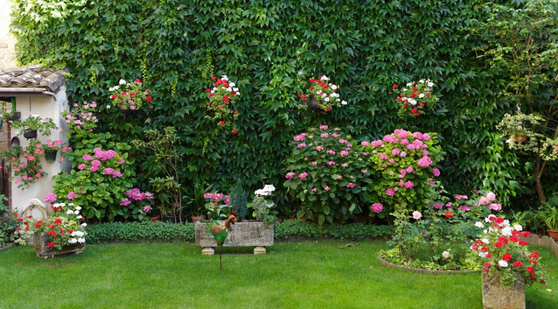 Garden with pink hydrangeas and red and white geraniums