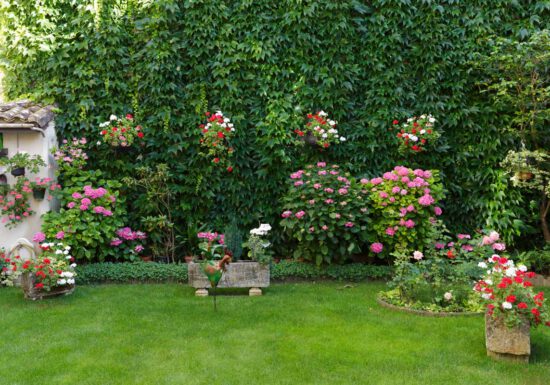 Garden with pink hydrangeas and red and white geraniums