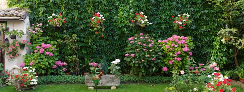 Garden with pink hydrangeas and red and white geraniums