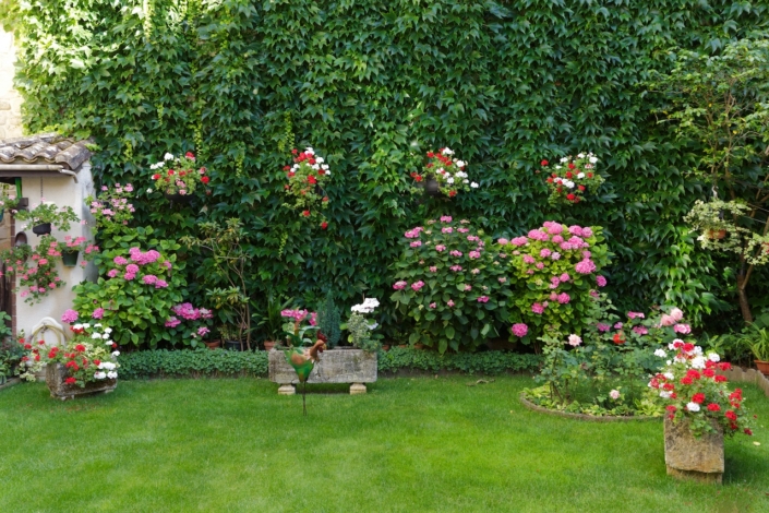 hydrangea geranium garden
