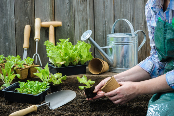 outdoor seedlings