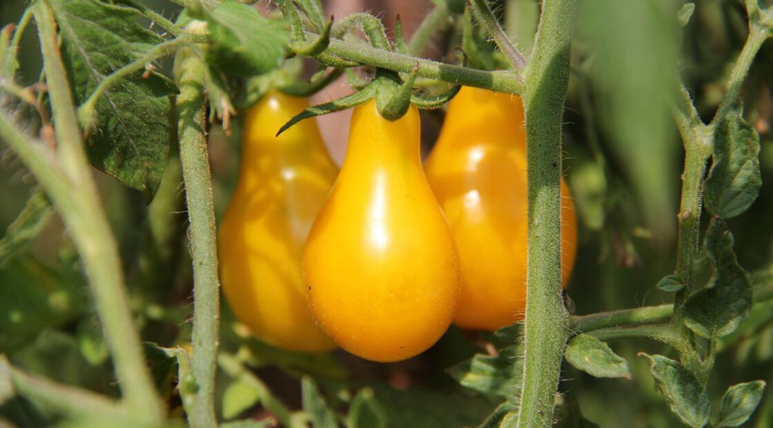 Yellow pear tomato