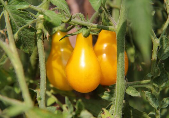 Yellow pear tomato
