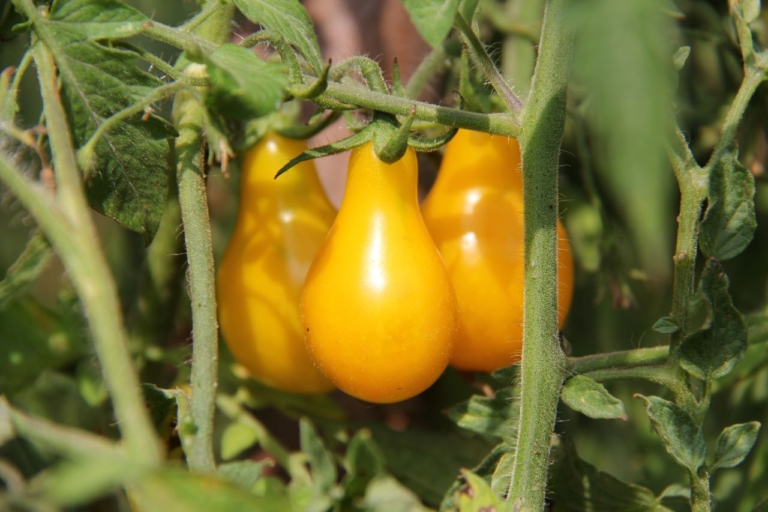 Yellow pear tomato