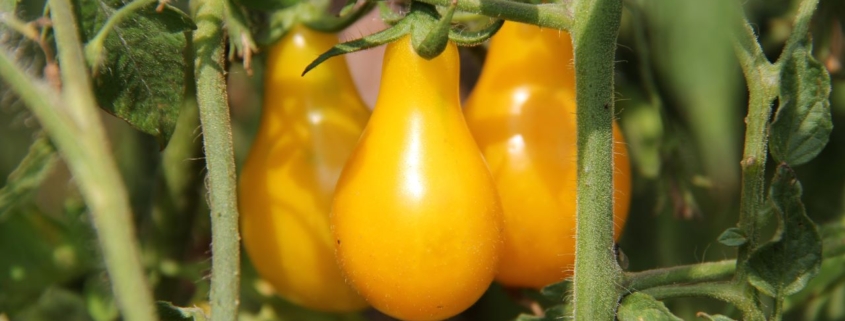 Yellow pear tomato