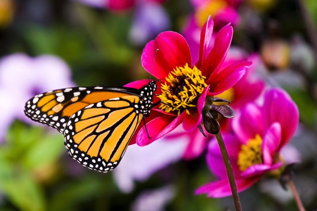 Build a Butterfly Bouquet for National Pollinator Week