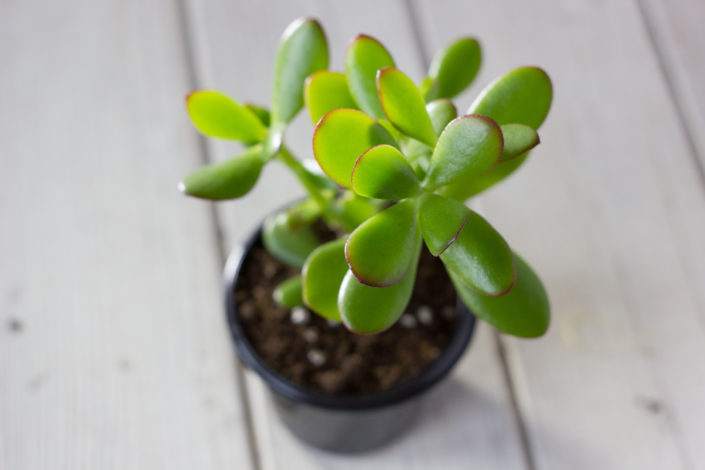 Jade succulent