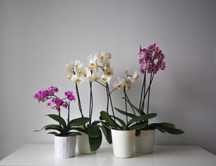 Orchid pots