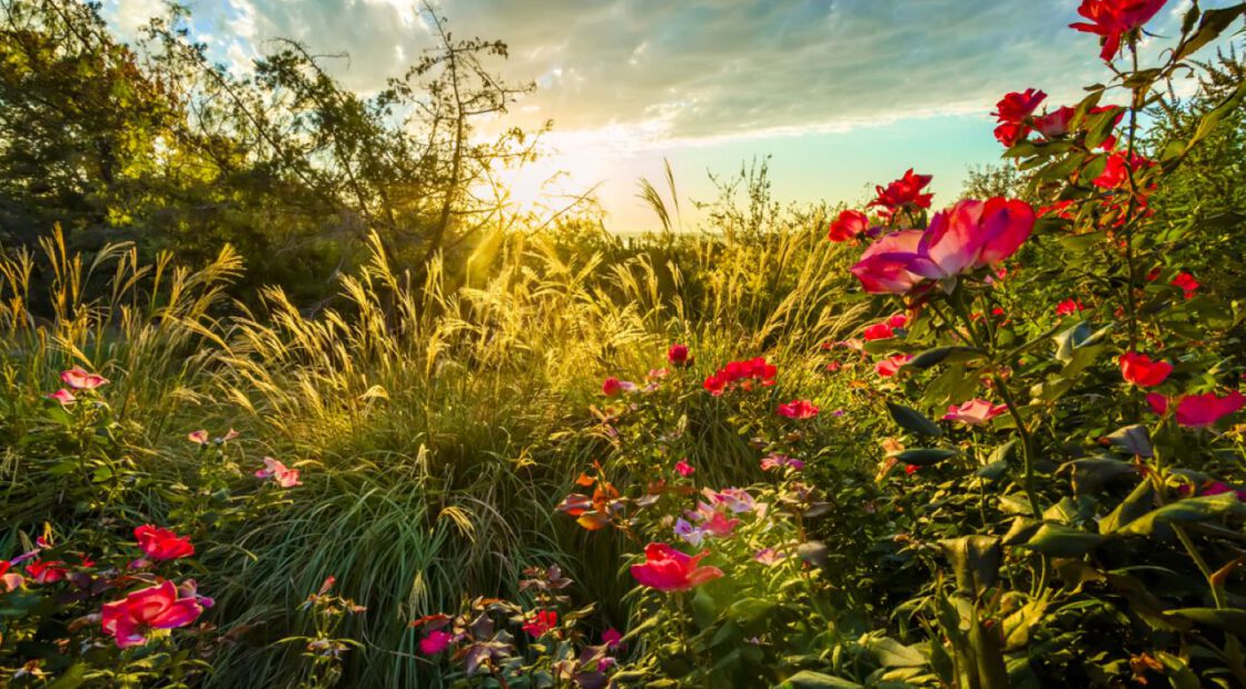 pink flowers, grasses, prairie, nature