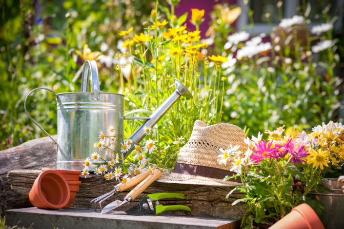 Summer garden