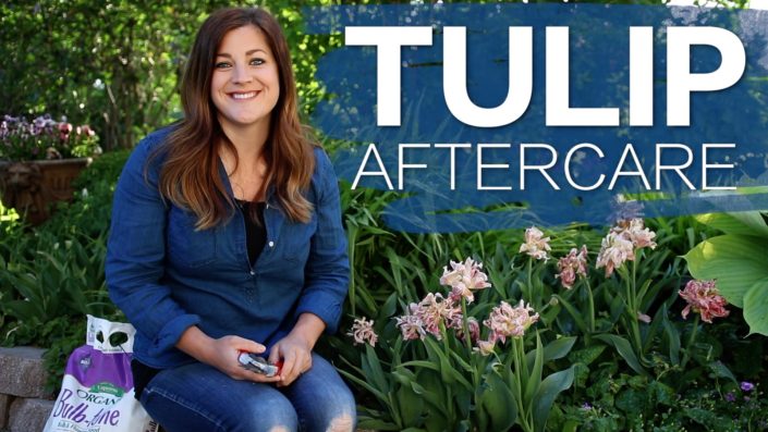 Tulip AfterCare