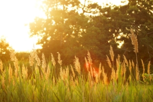 field, grasses