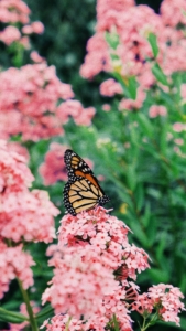 Pink flowers with Monarch Butterfly