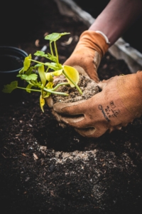 planting vegetable