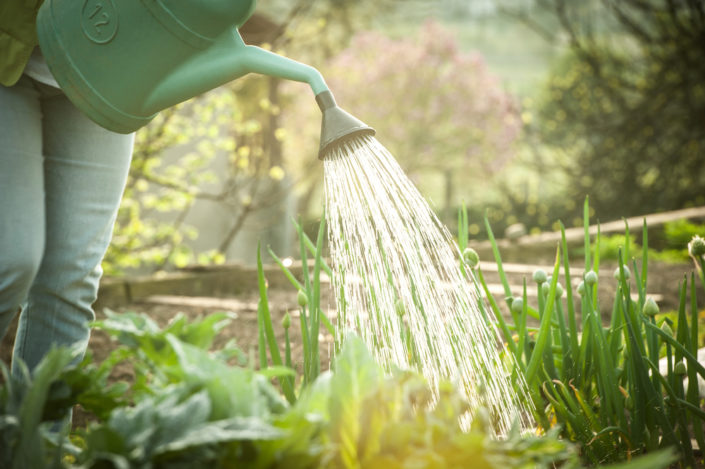 watering can garden