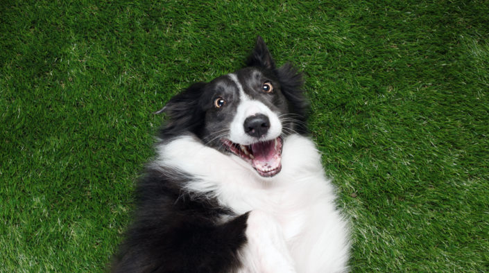 Dog rolling on lawn