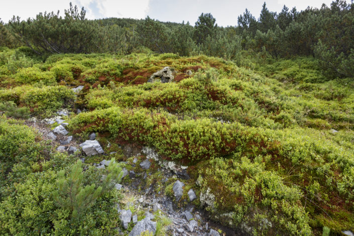 Juniper landscape