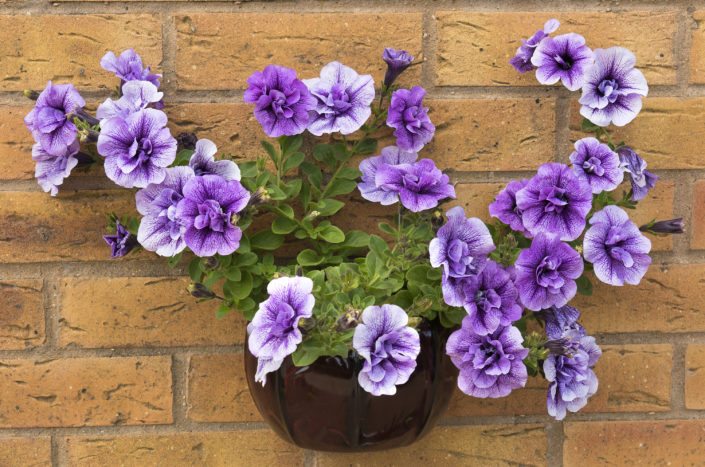 Purple petunias container