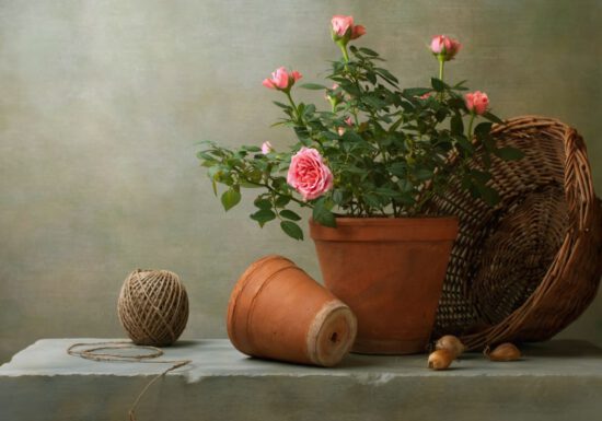 Pink roses in pots