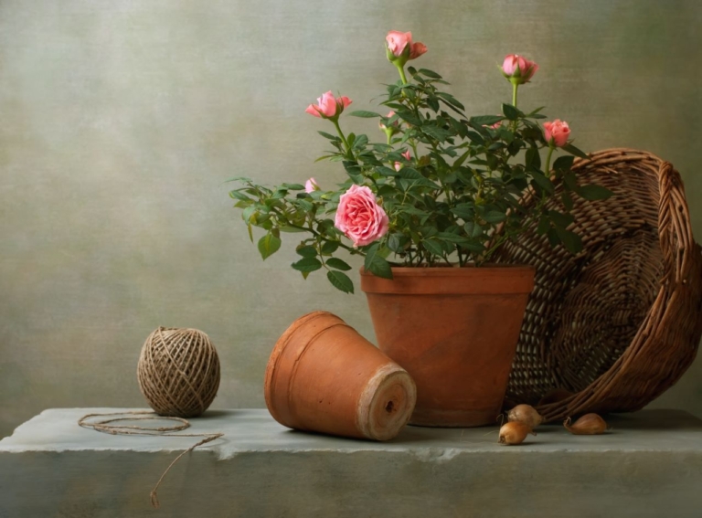 Pink roses in pots