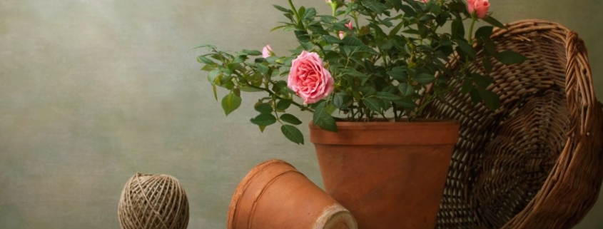 Pink roses in pots