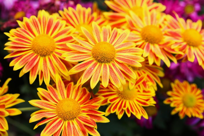 Mums flowers