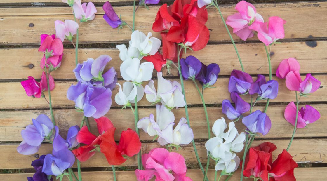 Purple, pink, red, white flowers