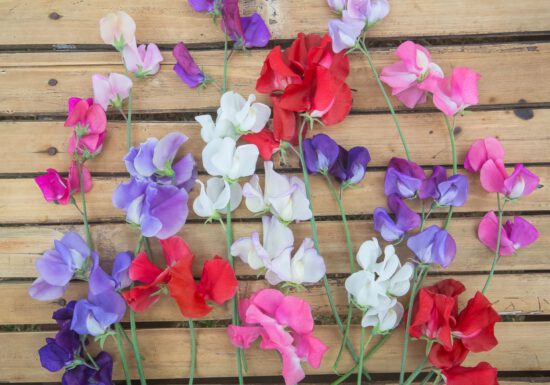 Purple, pink, red, white flowers