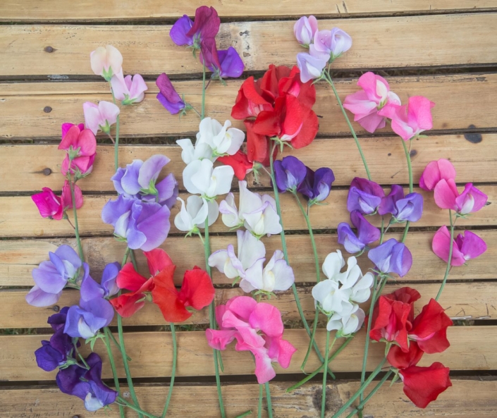 sweet pea flowers
