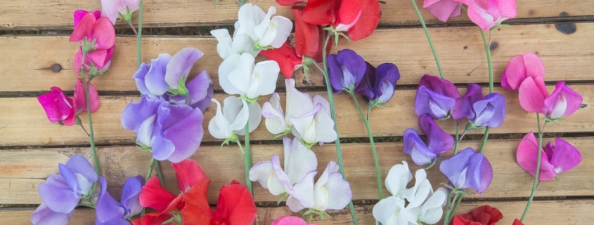 Purple, pink, red, white flowers