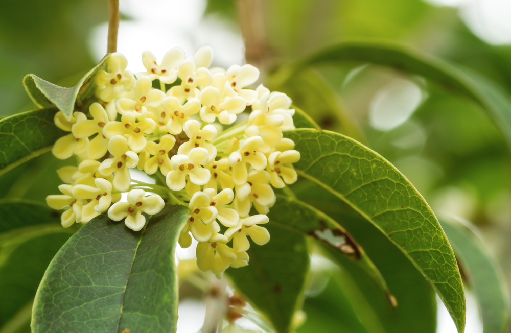 Walk Down the Aisle with These Wildflowers in Your Bouquet