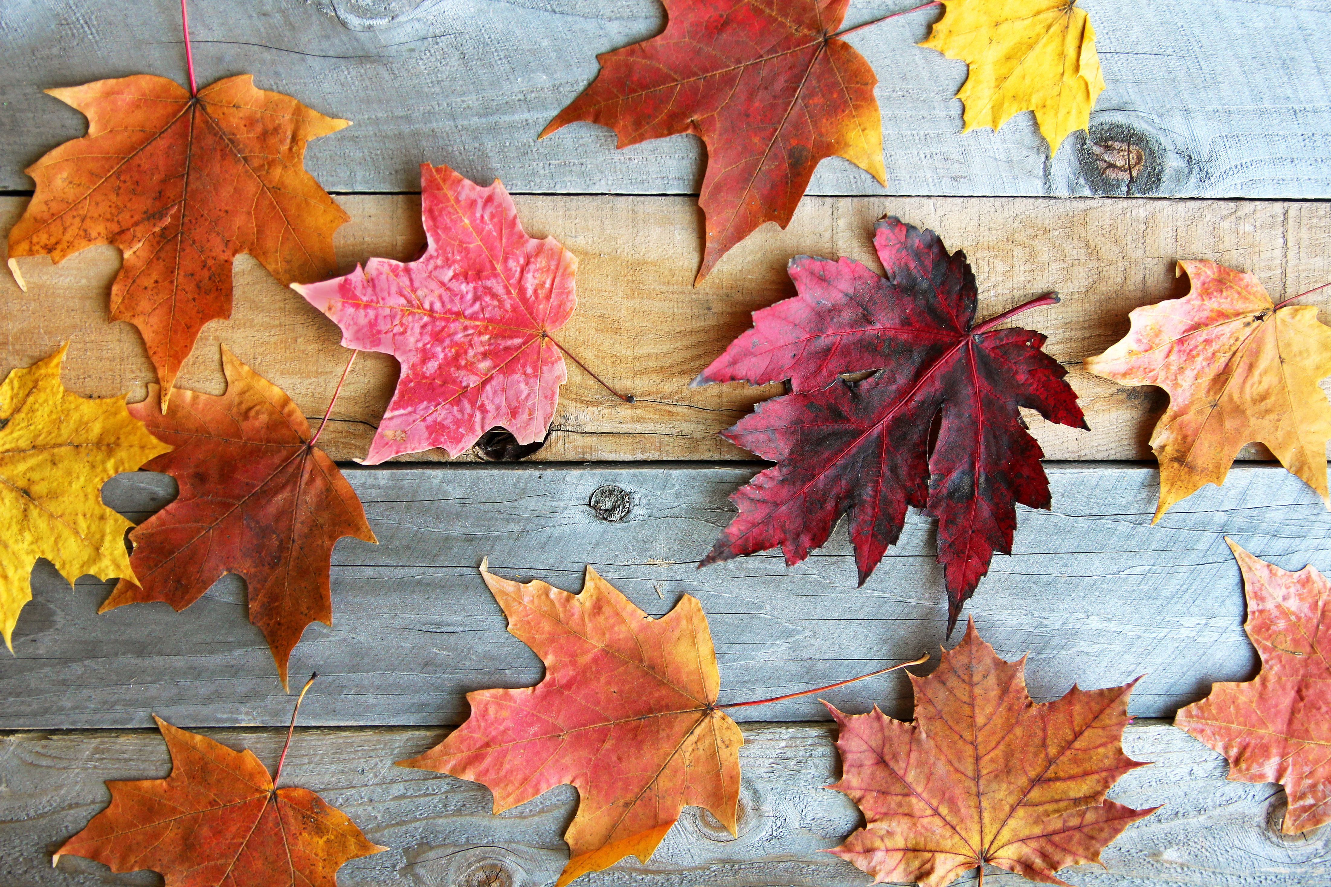 trees ember color leaves trees ember color leaves